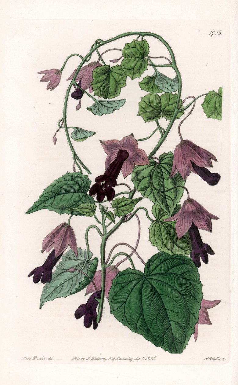 Kinesisk hatt - Plåt graverad av S.Watts, från en illustration av Sarah Anne Drake (1803-1857), från Botanical Register of Sydenham Edwards (1768-1819), England av Sydenham Teast Edwards