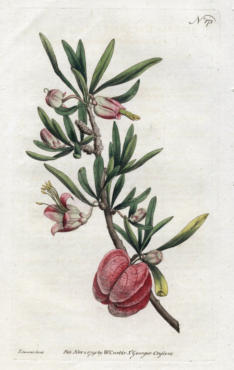 Kinesisk lykta eller Nymania - Litografi av Sydenham Edwards (1768-1819), från Botanical Magazine av William Curtis (1746-1799) av Sydenham Teast Edwards
