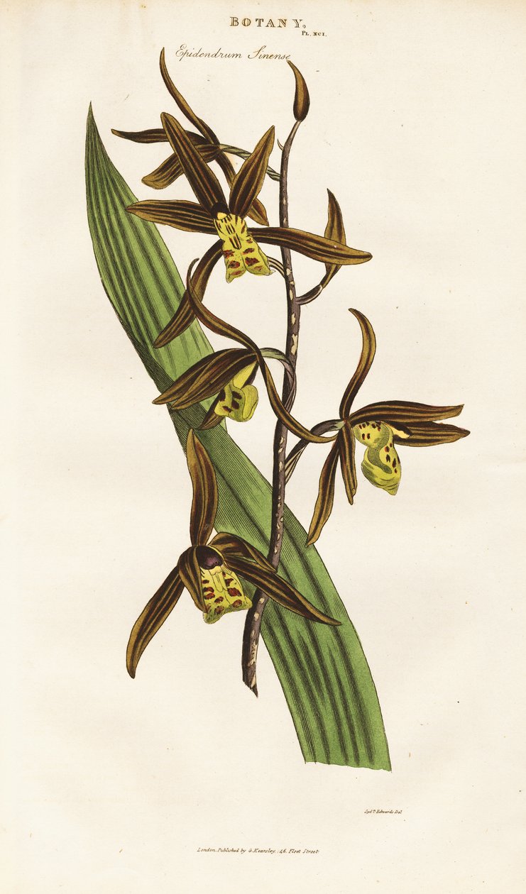 Kinesisk orkidé (Epidendrum sinense) av Sydenham Teast Edwards