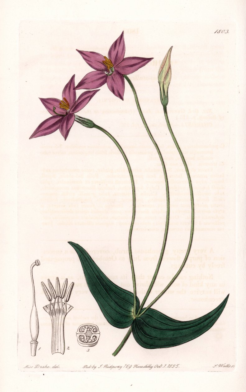 Chironia Variete - Tallrik graverad av S.Watts, från en illustration av Sarah Anne Drake (1803-1857), från Botanical Register of Sydenham Edwards (1768-1819), England av Sydenham Teast Edwards