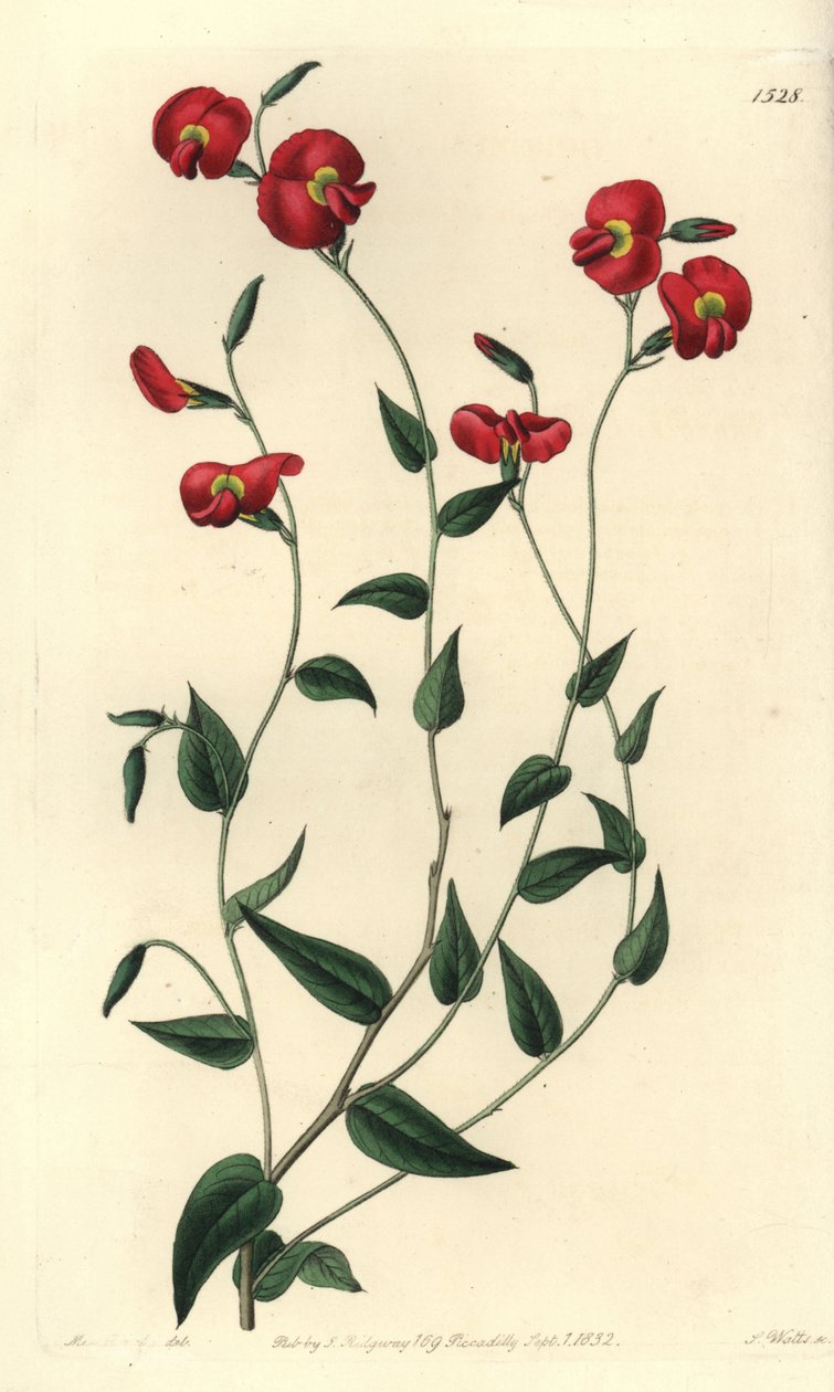 Chorizema ovatum (Ovat chorozema, Chorozema ovatum). Handkolorerad kopparstick av S. Watts efter en illustration av Miss Sarah Drake från Sydenham Edwards
