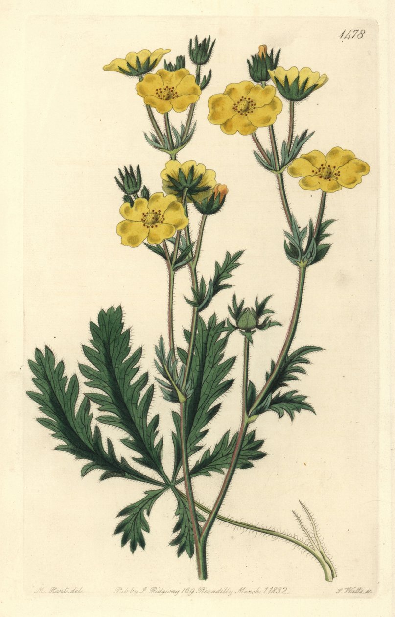 Cinquefoil dressee - Jagged-leaved cinquefoil, Potentilla laciniosa. Handkolorerad kopparstick av S. Watts efter en illustration av M. Hart från Sydenham Edwards