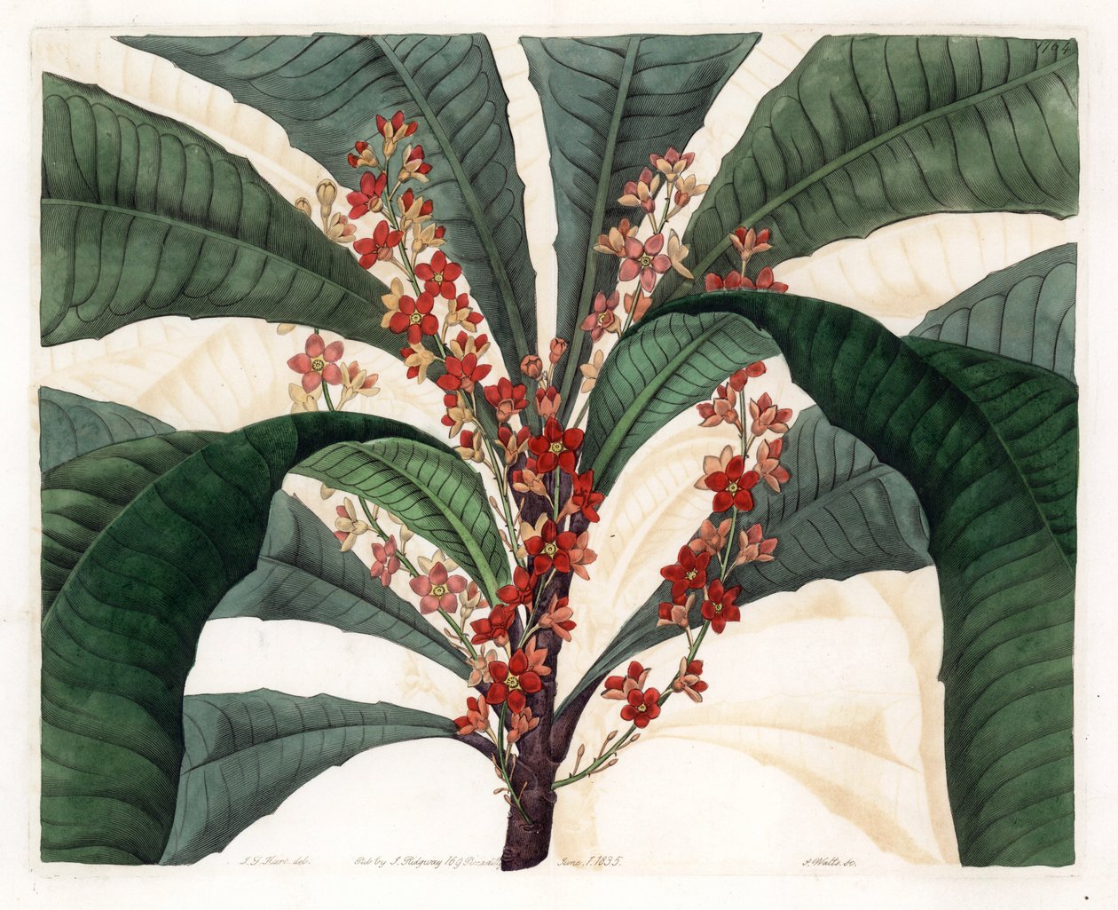 Clavija Variety - Graverad plåt av S.Watts, från en illustration av I.J. Hart, från Botanical Register of Sydenham Edwards (1768-1819), England av Sydenham Teast Edwards