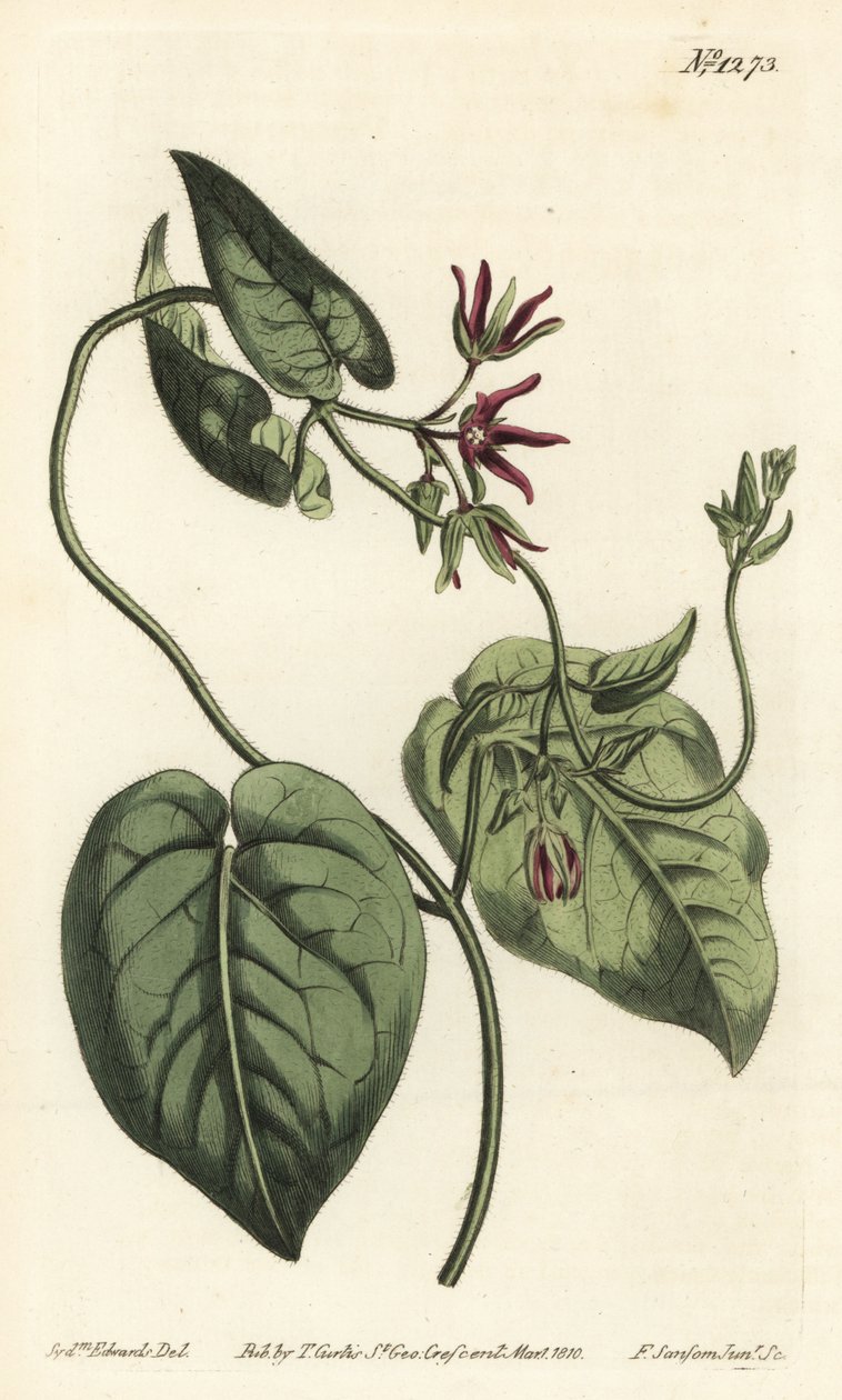 Klättrande mjölkranka, Matelea obliqua (Virginian cynanchum, Cynanchum discolor). Handkolorerad kopparstick av F. Sansom Jr. efter en illustration av Sydenham Edwards från William Curtis