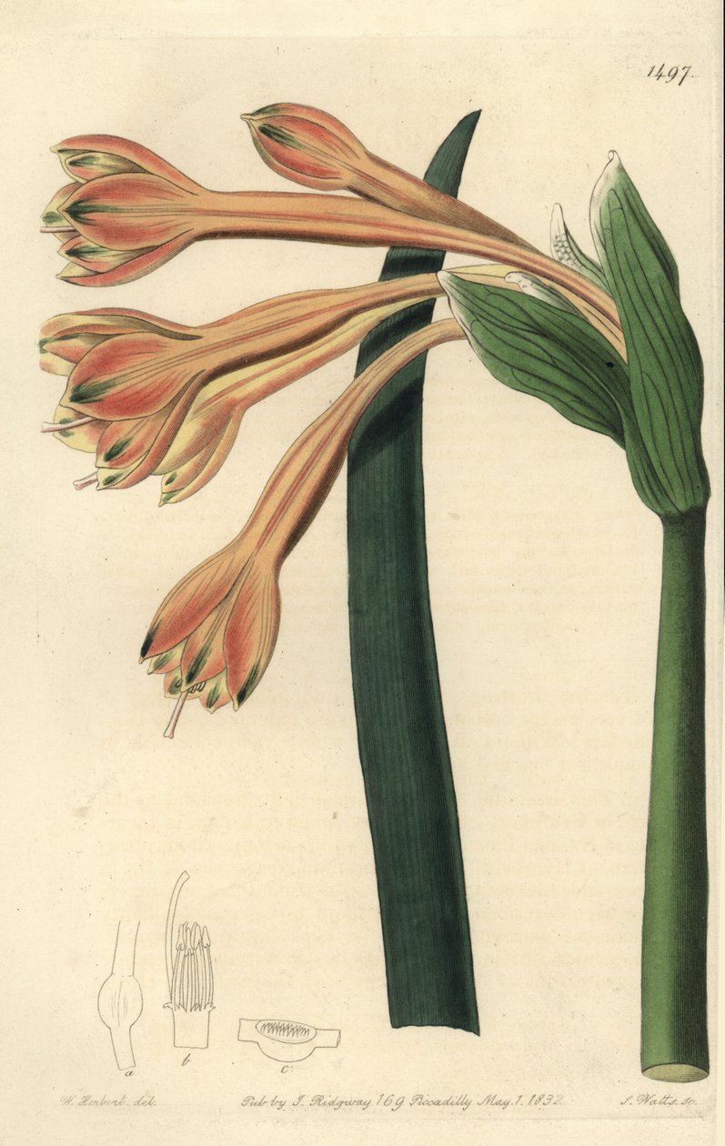 Clinanthus fulvus (Tawny coburgia, Coburgia fulva). Handkolorerad kopparstick av S. Watts efter en illustration av William Herbert från Sydenham Edwards