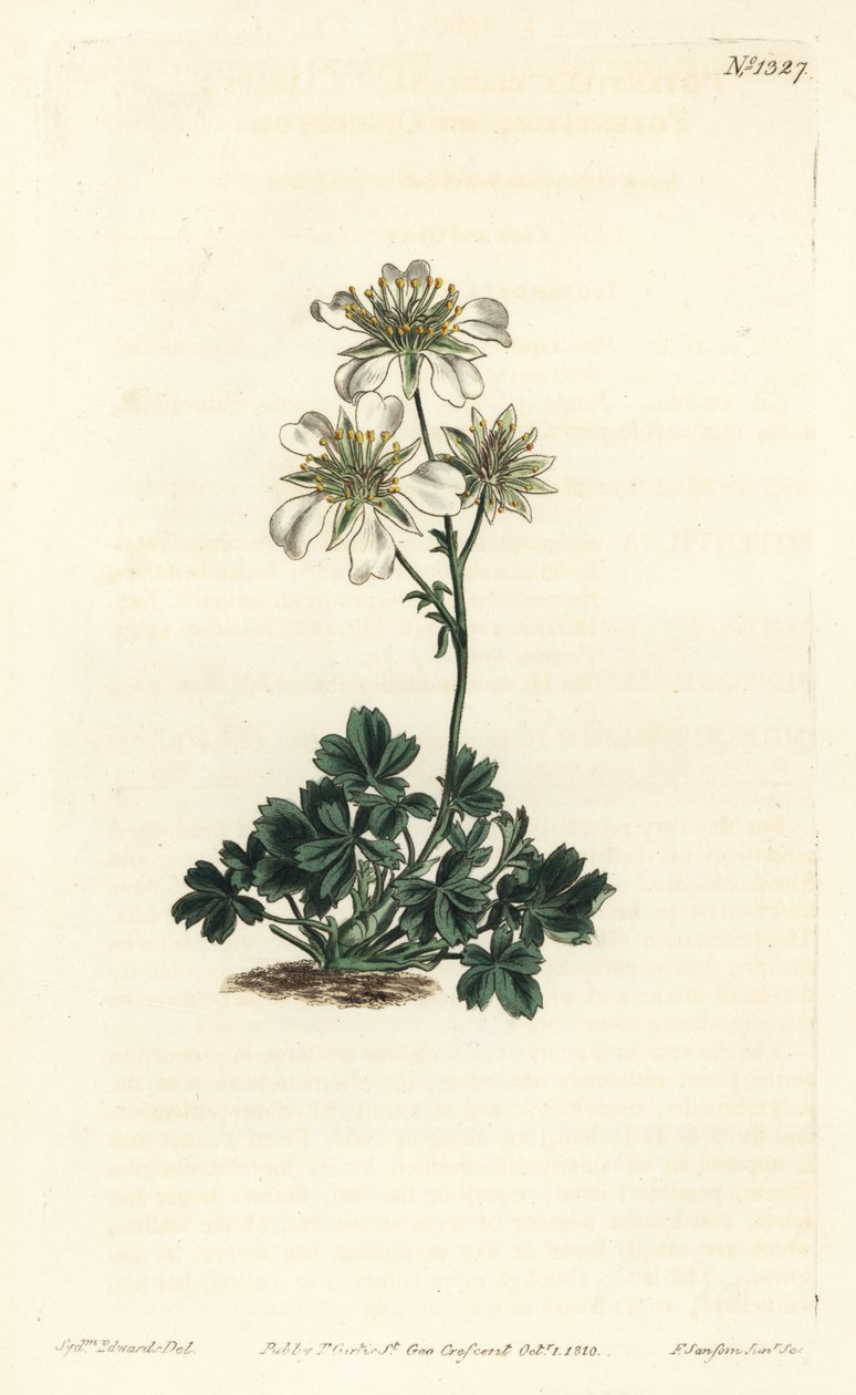Clusius cinquefoil - Clusius cinquefoil, Potentilla clusiana. Handkolorerad kopparstick av F. Sansom Jr. efter en illustration av Sydenham Edwards från William Curtis