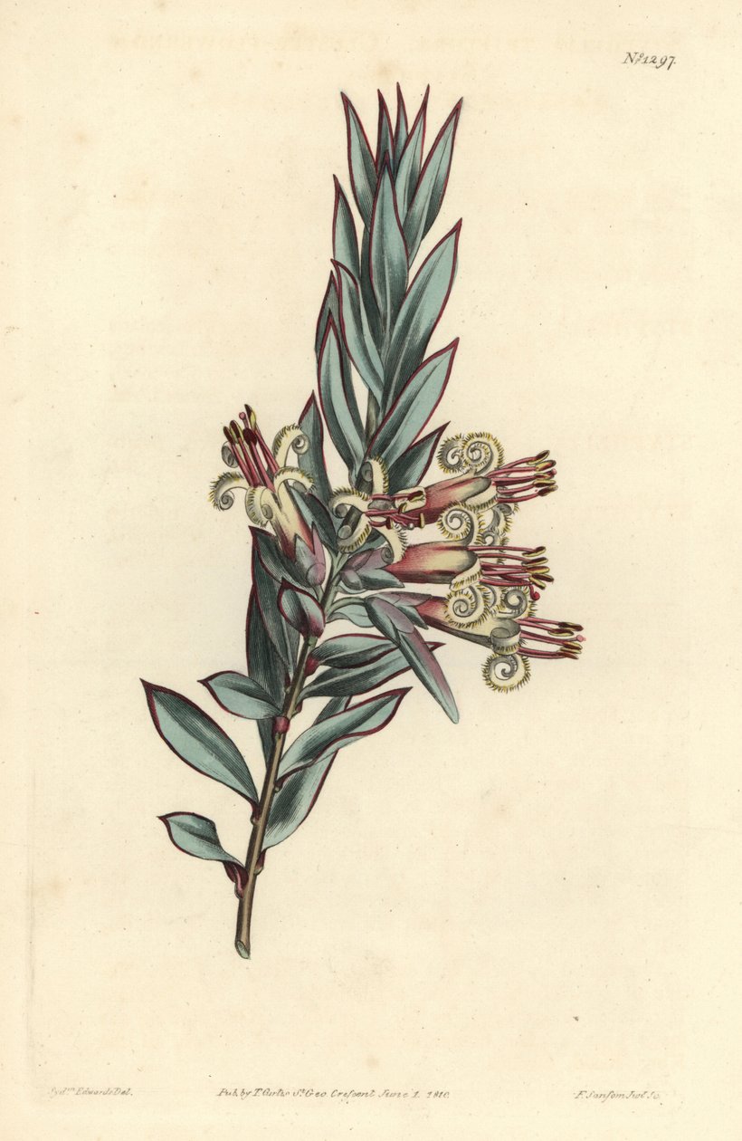 Klasblommiga styphelia, Styphelia triflora. Handkolorerad kopparstick av F. Sansom Jr. efter en illustration av Sydenham Edwards från William Curtis