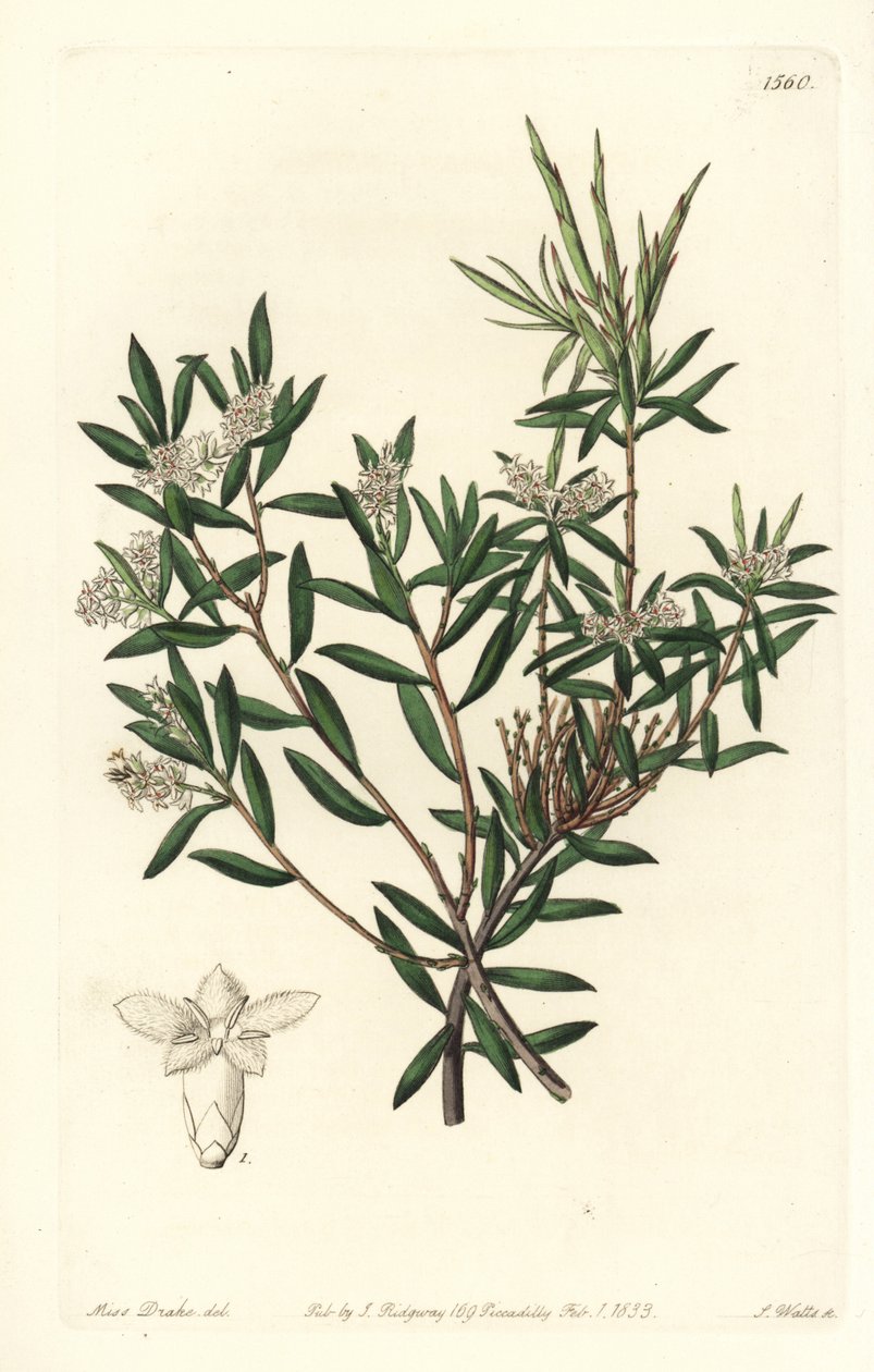 Kustskägg-hed eller småblommigt vitskägg, Leucopogon parviflorus. Handkolorerad kopparstick av S. Watts efter en illustration av Miss Sarah Drake från Sydenham Edwards
