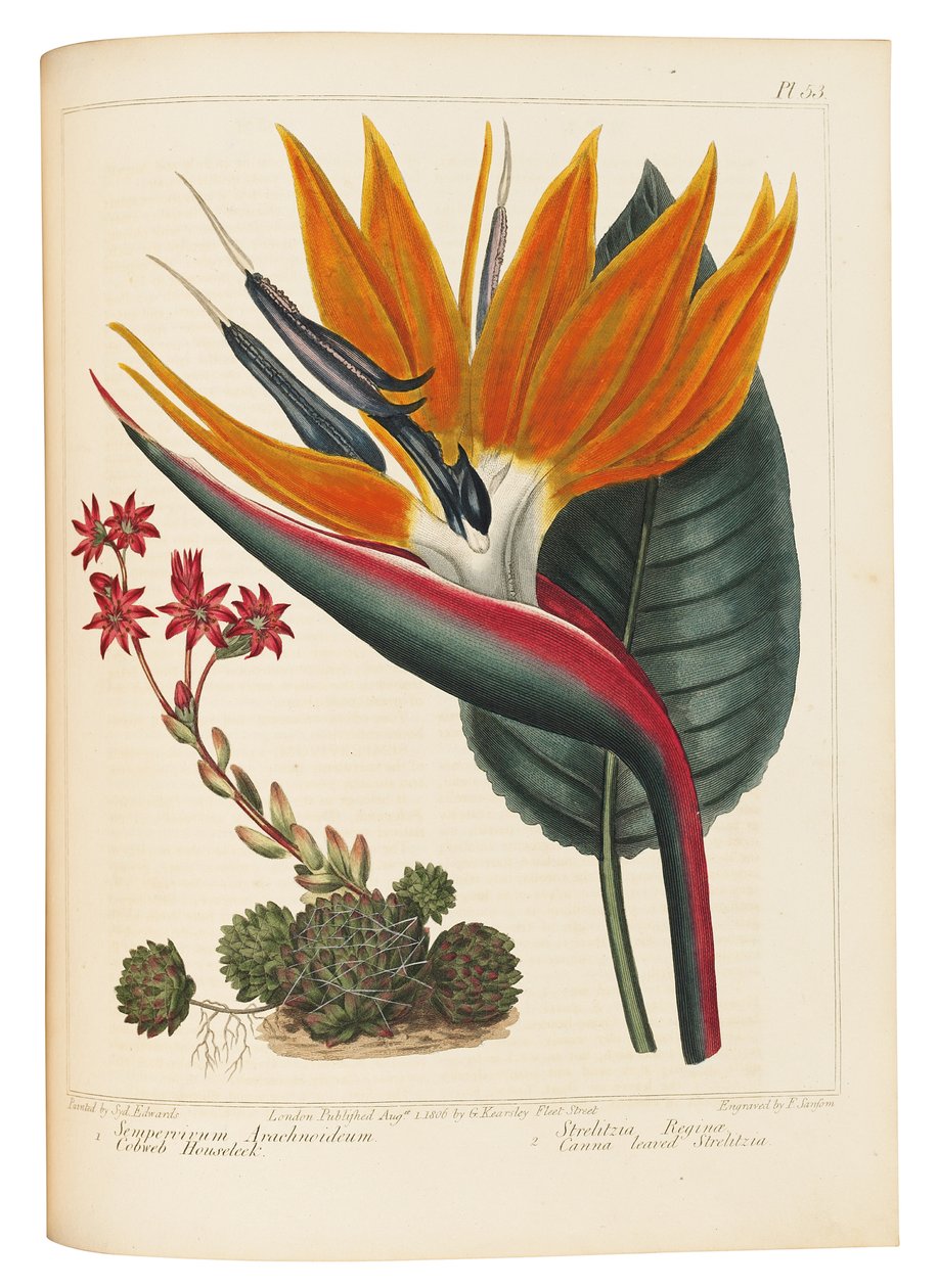 Cobweb Houseleek and Canna Leaved Strelitzia, 1806 av Sydenham Teast Edwards