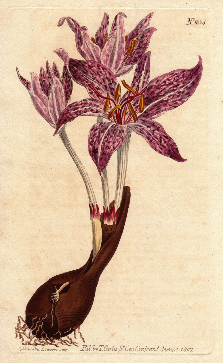Colchique saffron des pres, med lök och flera lila blommor spräckliga. Rutblommigt ängsaffran, med lök och många lila fläckiga blommor. Colchicum variegatum. Handfärgad kopparstick från en botanisk illustration av Sydenham Edw av Sydenham Teast Edwards