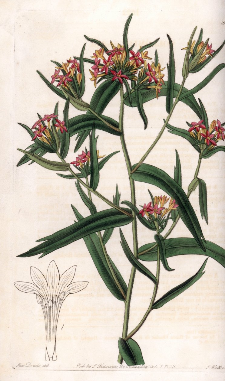 Collomia neon - Plåt graverad av S.Watts, från en illustration av Sarah Anne Drake (1803-1857), från Botanical Register of Sydenham Edwards (1768-1819), England av Sydenham Teast Edwards