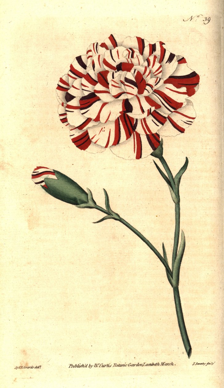 Vanlig nejlika, blomnejlika eller nejlika nejlika - Franklins tandsten, scharlakansröd bisarr nejlika, Dianthus caryophyllus. Handkolorerad kopparstick av James Sowerby efter en botanisk illustration av Sydenham Edwards från William Curtis