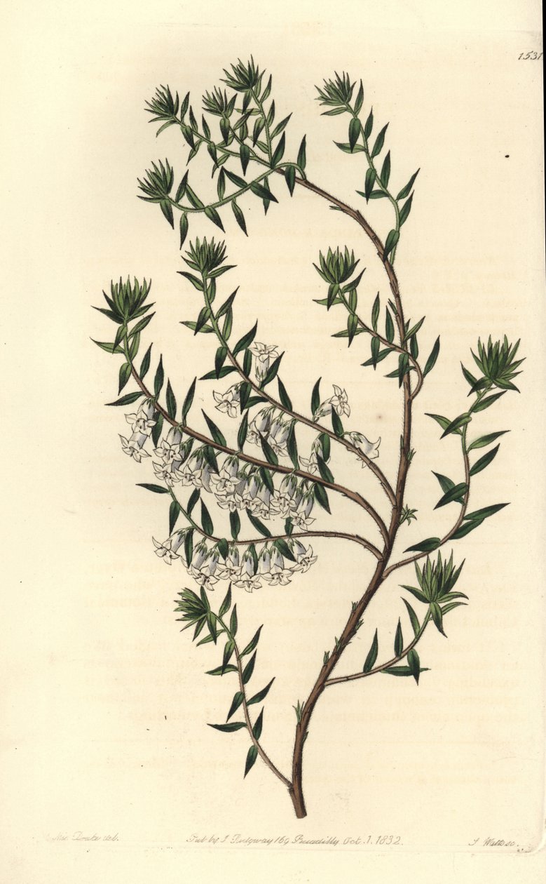 Vanlig hed, Epicris impressa (Snöig epacris, Epicris nivalis). Handkolorerad kopparstick av S. Watts efter en illustration av Miss Sarah Drake från Sydenham Edwards