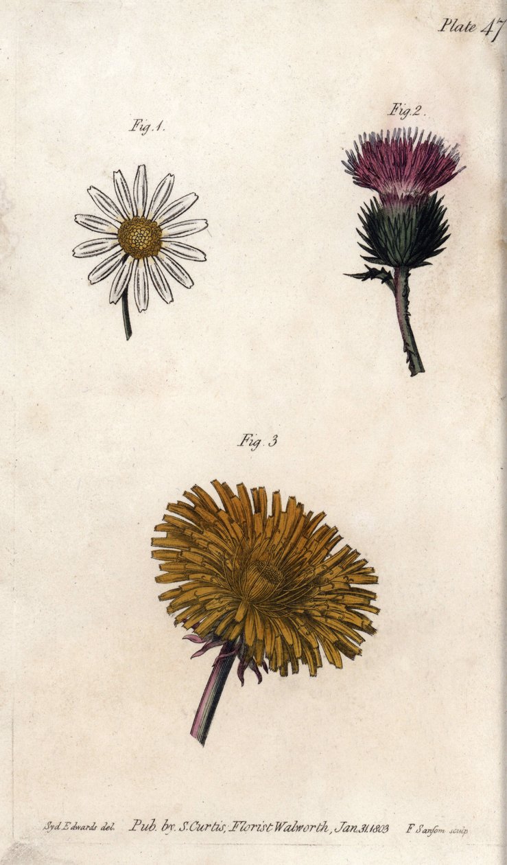 Sammansatta blommor: förpackning, åsnor tistel (eller falsk acanth onopordum) och maskros. Färgad kopparstick, illustration av Sydenham Edwards (1768-1819) för Conferences of Botanical, Botanical Garden of Lambeth (England) av Sydenham Teast Edwards