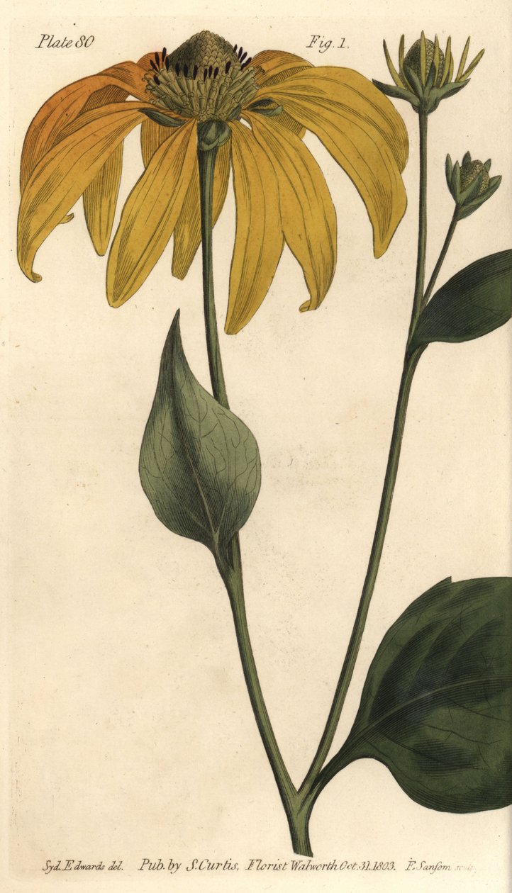Barkblomma eller svartögd-susan, Rudbeckia hirta, Polygamia frustranea. Handkolorerad kopparstick av F. Sansom av en botanisk illustration av Sydenham Edwards för William Curtis