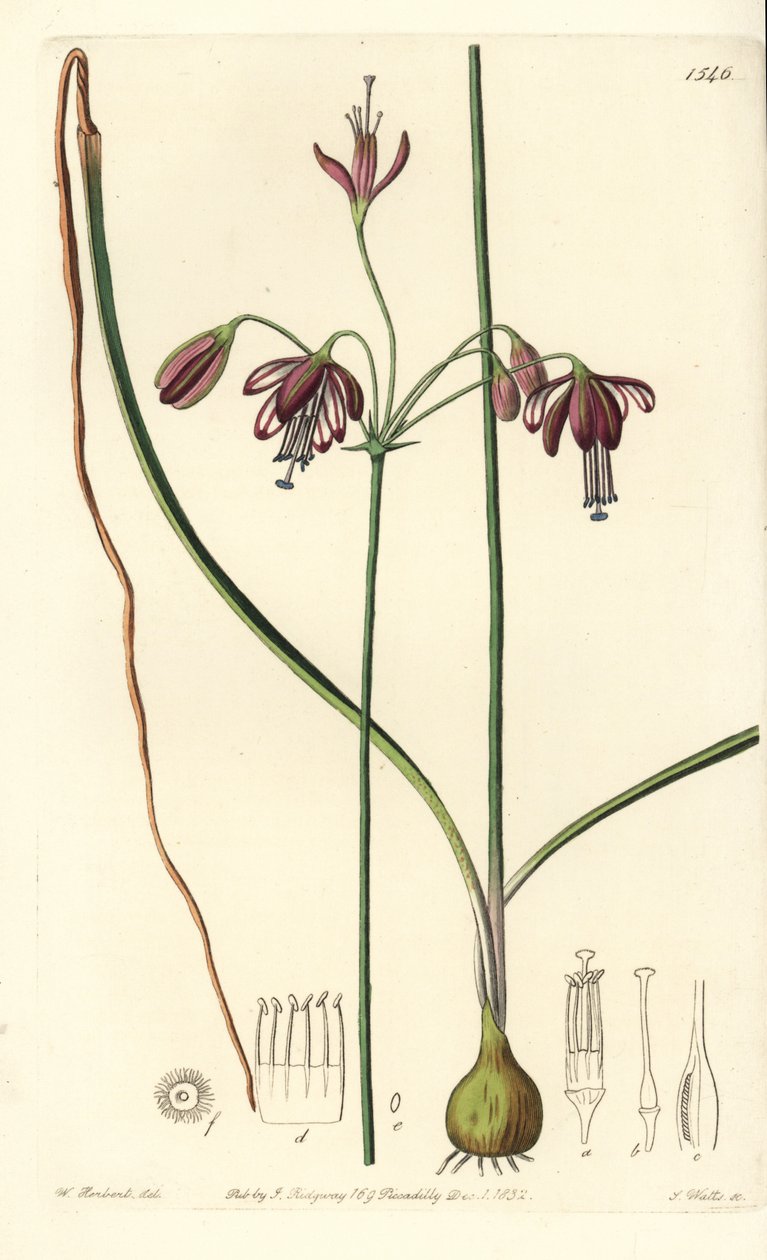 Korall från Mexiko eller droppe korall - Koralldroppar, Bessera elegans (Hålbladiga pharium, Pharium fistulosum). Handkolorerad kopparstick av S. Watts efter en illustration av William Herbert från Sydenham Edwards