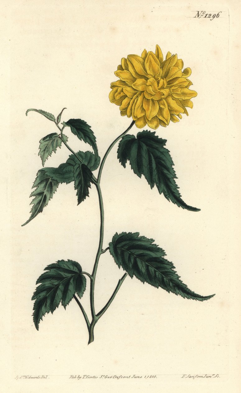 Corete du Japon - Dubbelblommig japansk ros, Kerria japonica (Dubbelblommig Japan corchorus, Corchorus japonicus var. flore pleno). Handkolorerad kopparstick av F. Sansom Jr. efter en illustration av Sydenham Edwards från William Curtis