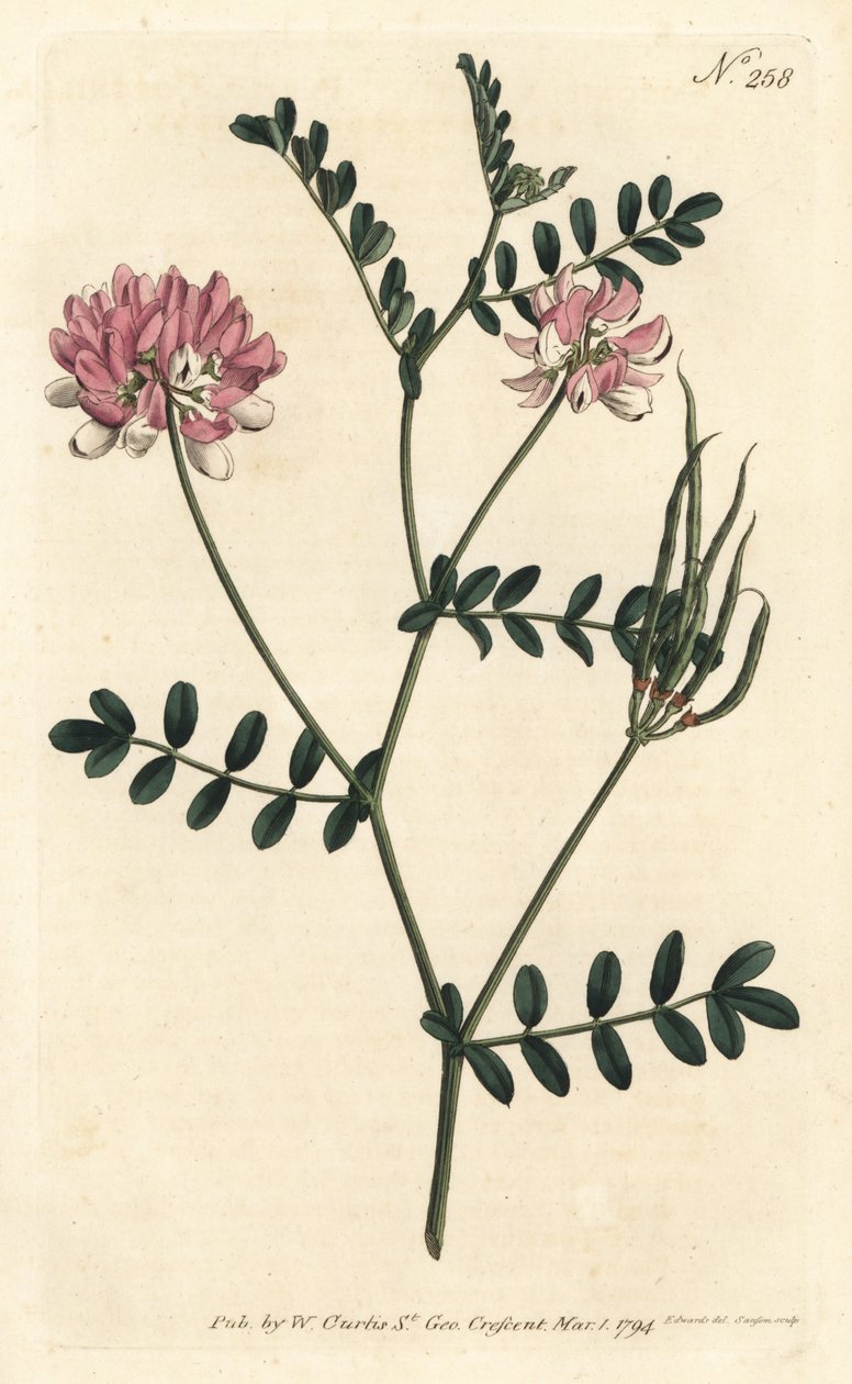 Coronilla bigaree - Lila kronvicker, Securigera varia (Lila coronilla, Coronilla varia). Handfärgad kopparstick av Sansom efter en illustration av Sydenham Edwards från William Curtis