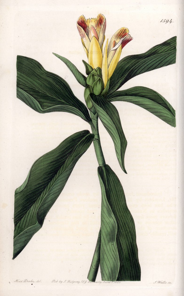 Costus Variete - Tallrik graverad av S.Watts, från en illustration av Sarah Anne Drake (1803-1857), från Botanical Register of Sydenham Edwards (1768-1819), England av Sydenham Teast Edwards