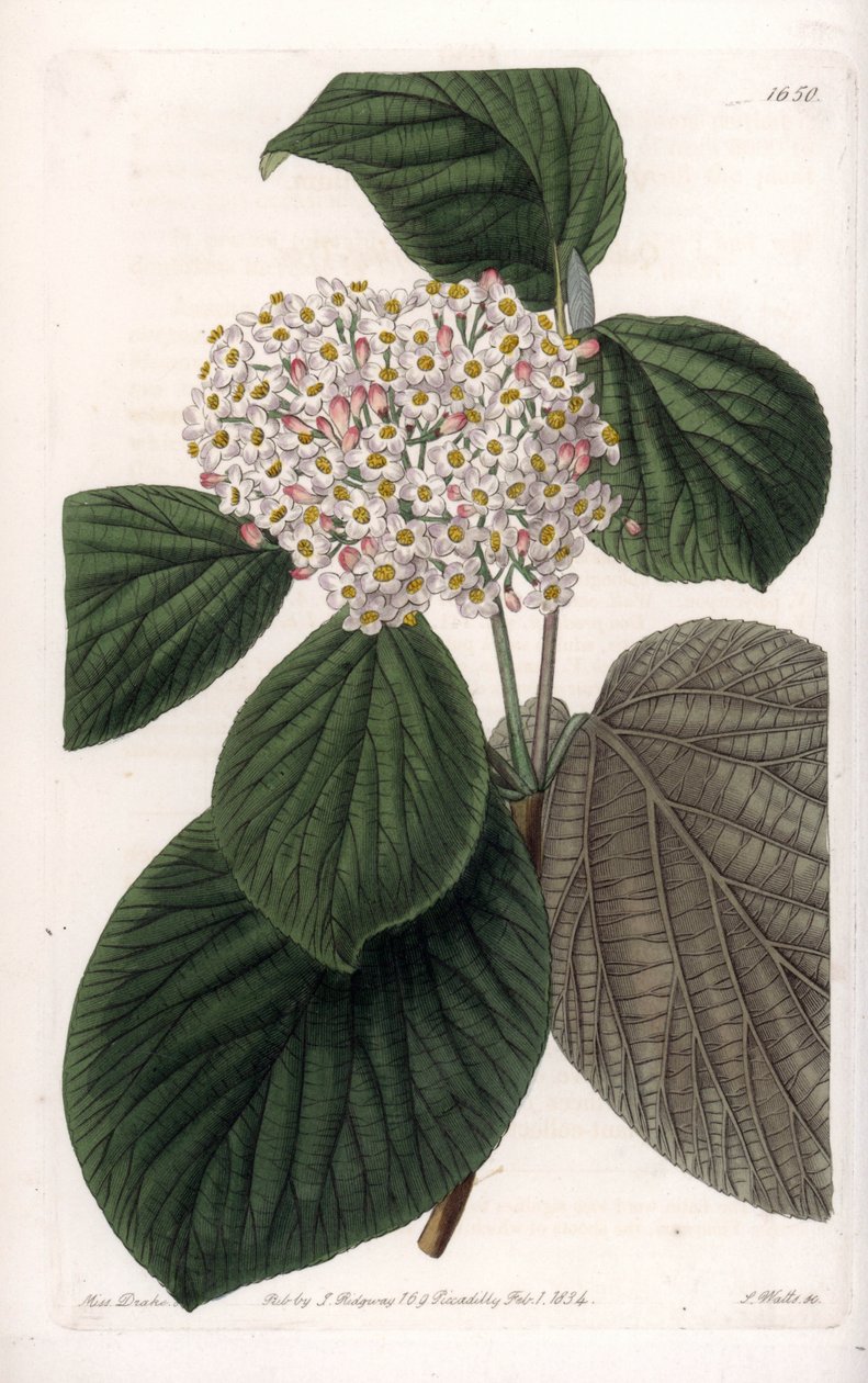 Cotton Viorne - Graverad tavla av S.Watts, från en illustration av Sarah Anne Drake (1803-1857), från Botanical Register of Sydenham Edwards (1768-1819), England av Sydenham Teast Edwards