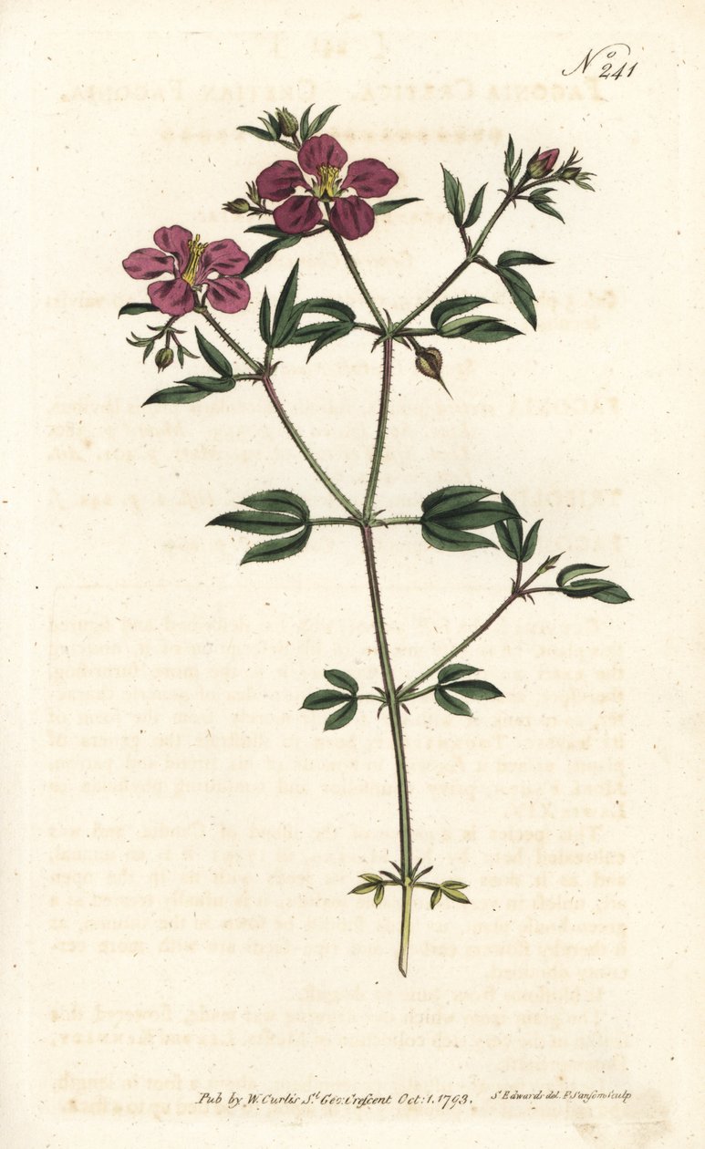 Crete Fagonia - Kretisk fagonia, Fagonia cretica. Handfärgad kopparstick av Sansom efter en illustration av Sydenham Edwards från William Curtis