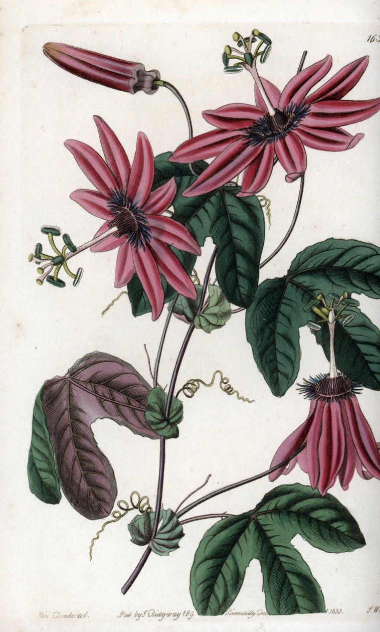 Crimson Passion - Plåt graverad av S.Watts, från en illustration av Sarah Anne Drake (1803-1857), från Botanical Register of Sydenham Edwards (1768-1819), England av Sydenham Teast Edwards
