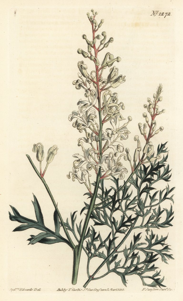 Skrynkbuske eller renfana - Skrynkbuske eller persiljeormbunke (svavelörtbladig lomatia), Lomatia silaifolia. Handkolorerad kopparstick av F. Sansom Jr. efter en illustration av Sydenham Edwards från William Curtis