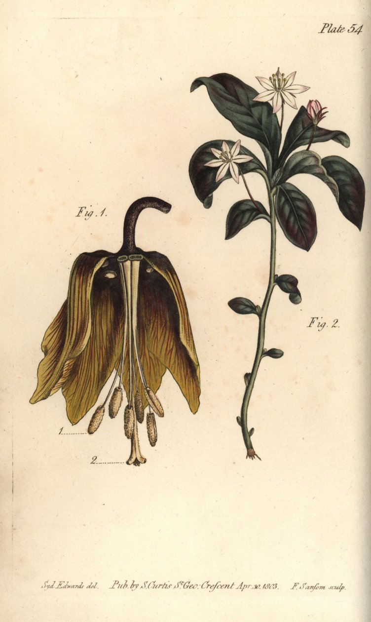 Krona kejserlig blomma, Fritillaria imperialis, Haustria av Sydenham Teast Edwards