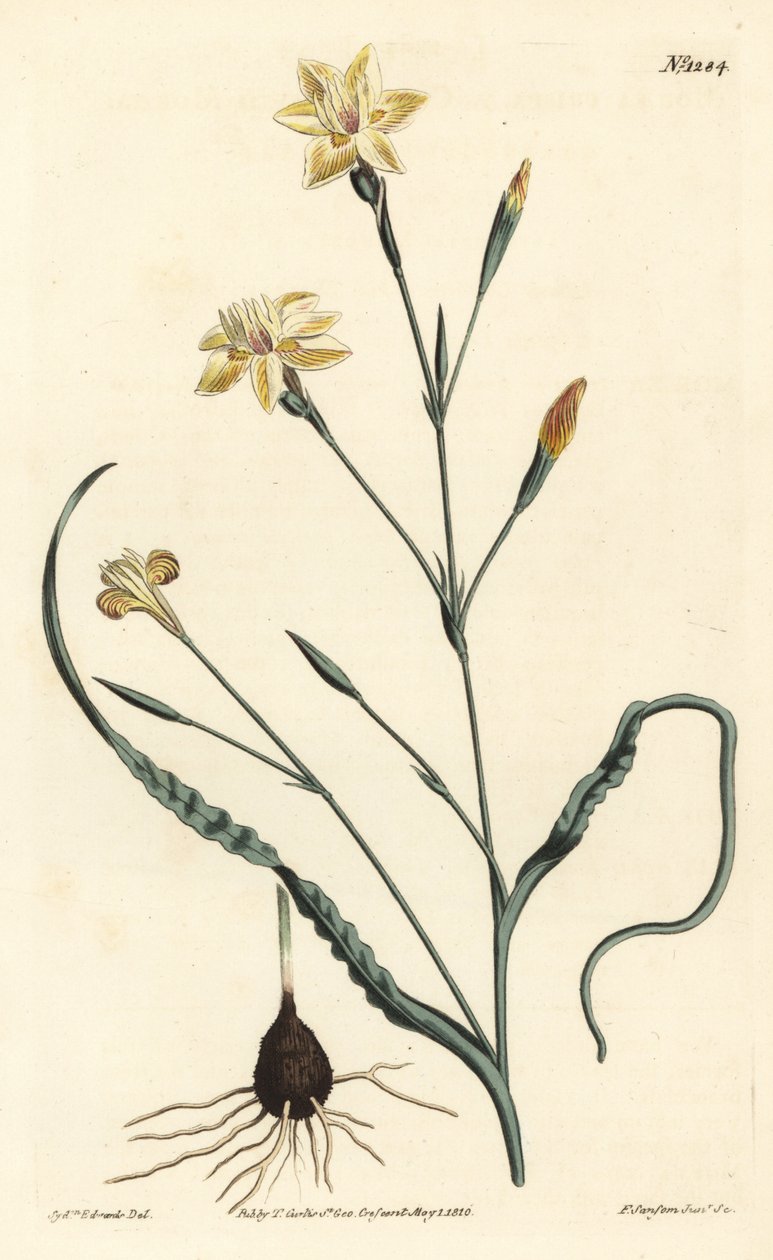Krullbladig moraea, Moraea crispa. Handkolorerad kopparstick av F. Sansom Jr. efter en illustration av Sydenham Edwards från William Curtis