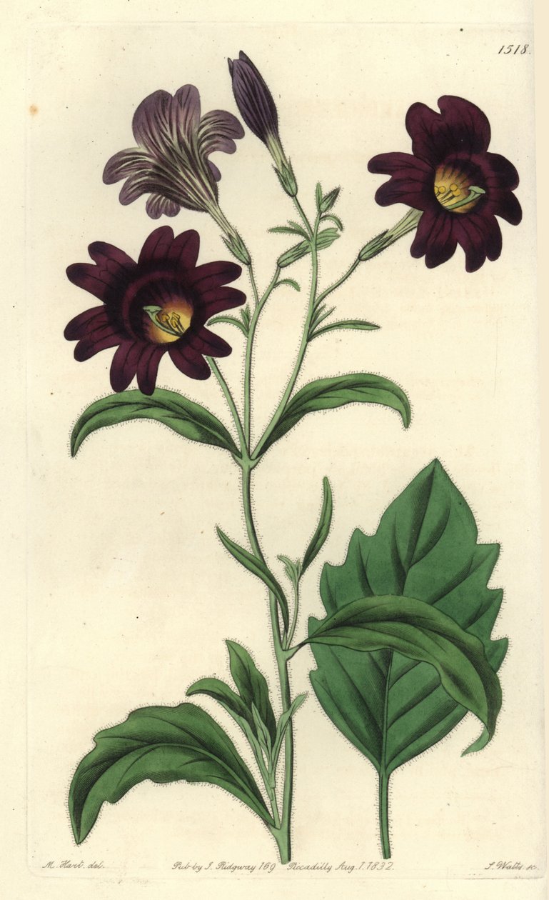 Curvy Salpiglossis - Målad tunga, Salpiglossis sinuata (Mörkt lila salpiglossis, Salpiglossis atropurpurea). Handkolorerad kopparstick av S. Watts efter en illustration av M. Hart från Sydenham Edwards