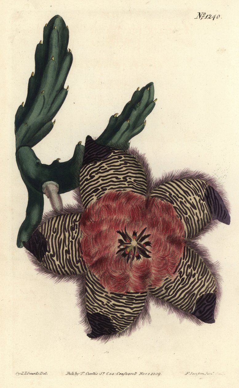 Dämpad stapelia, Stapelia pulvinata. Handkolorerad kopparstick av F. Sansom Jr. efter en illustration av Sydenham Edwards från William Curtis