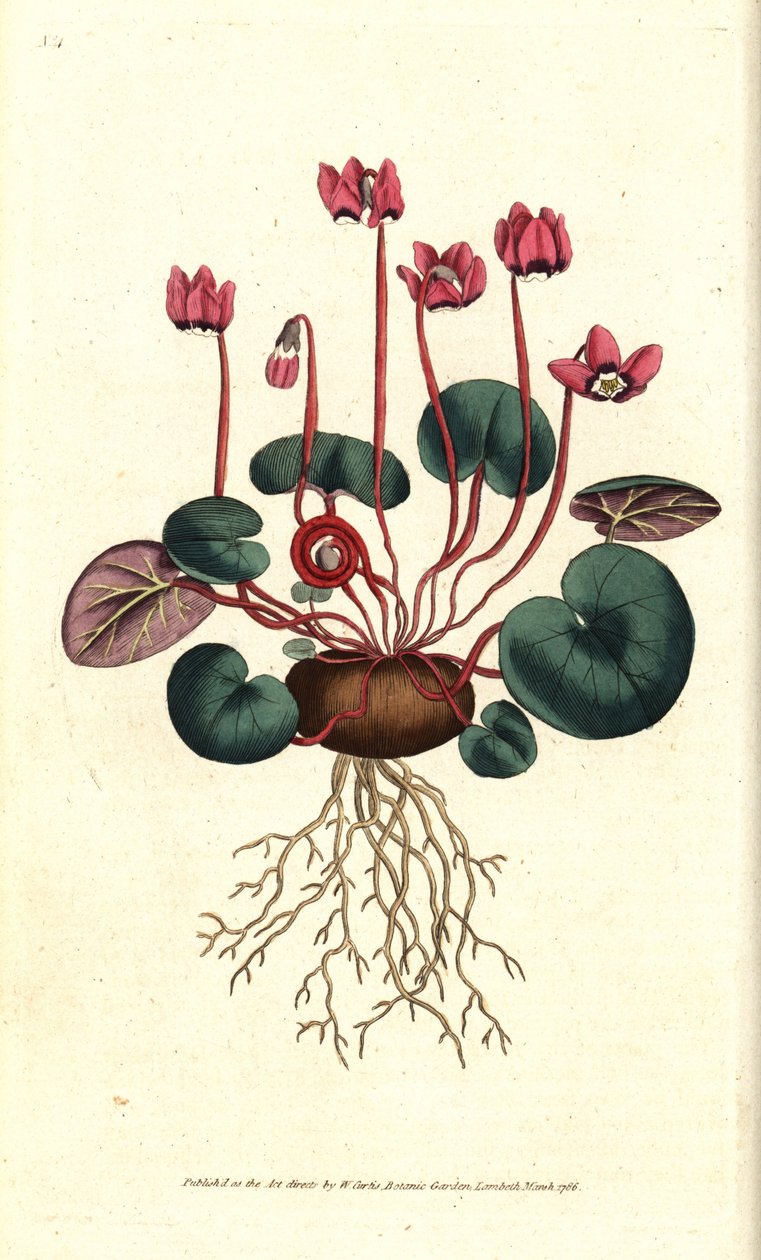 Cyclamen de Cos eller Caucasus - Rundbladiga cyklamen, Cyclamen coum. Handkolorerad kopparstick efter en botanisk illustration av James Sowerby från William Curtis