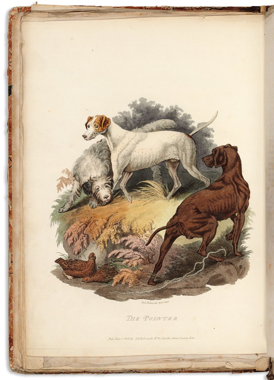 Cynographia Britannica: Bestående av färgade gravyrer av olika hundraser som existerade i Storbritannien, 1800-05 av Sydenham Teast Edwards