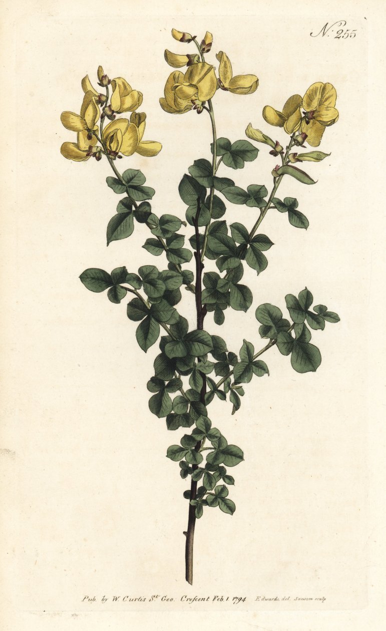 Cytisophyllum sessilifolium (Vanlig cytisus, Cytisus sessilifolius). Handkolorerad kopparstick av Sansom efter en illustration av Sydenham Edwards från William Curtis