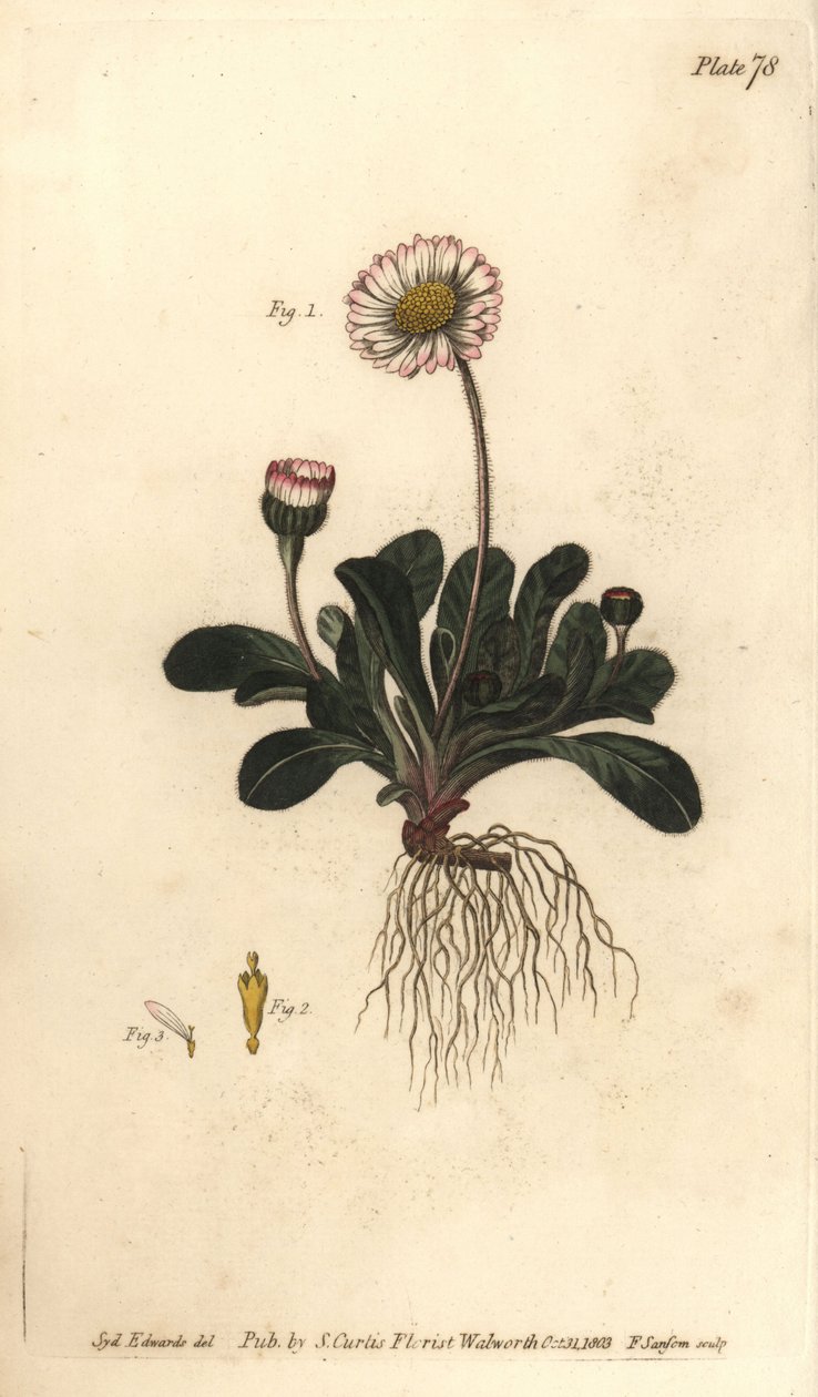 Daisy, Bellis perennis, Polygamia superflua. Handkolorerad kopparstick av F. Sansom av en botanisk illustration av Sydenham Edwards för William Curtis
