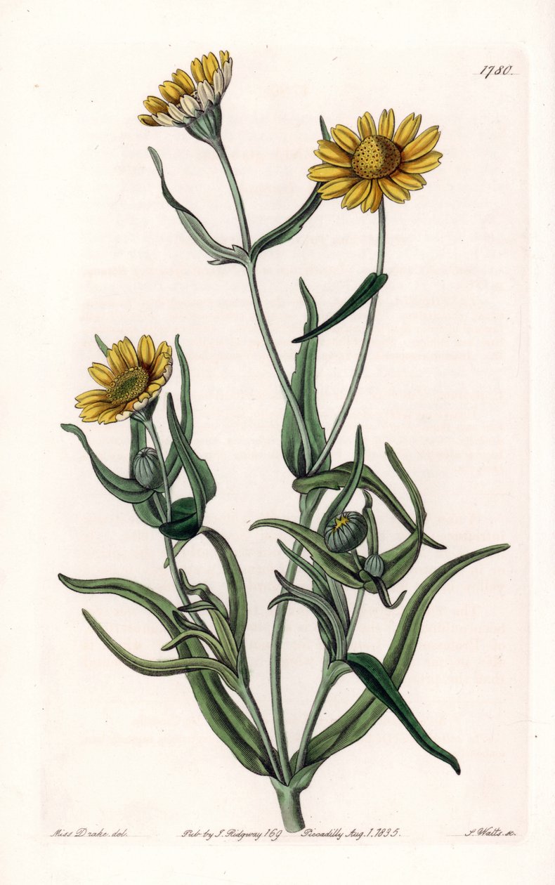 Daisy variete "guld", endemisk till Kalifornien - Graverad av S.Watts, från en illustration av Sarah Anne Drake (1803-1857), från Botanical Register of Sydenham Edwards (1768-1819), England av Sydenham Teast Edwards