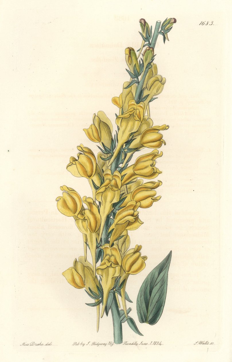 Dalmatia Linar - Strong Water av S. Watts från en illustration av Sarah Anne Drake (1803-1857), från Botanical Register av Sydenham Teast Edwards