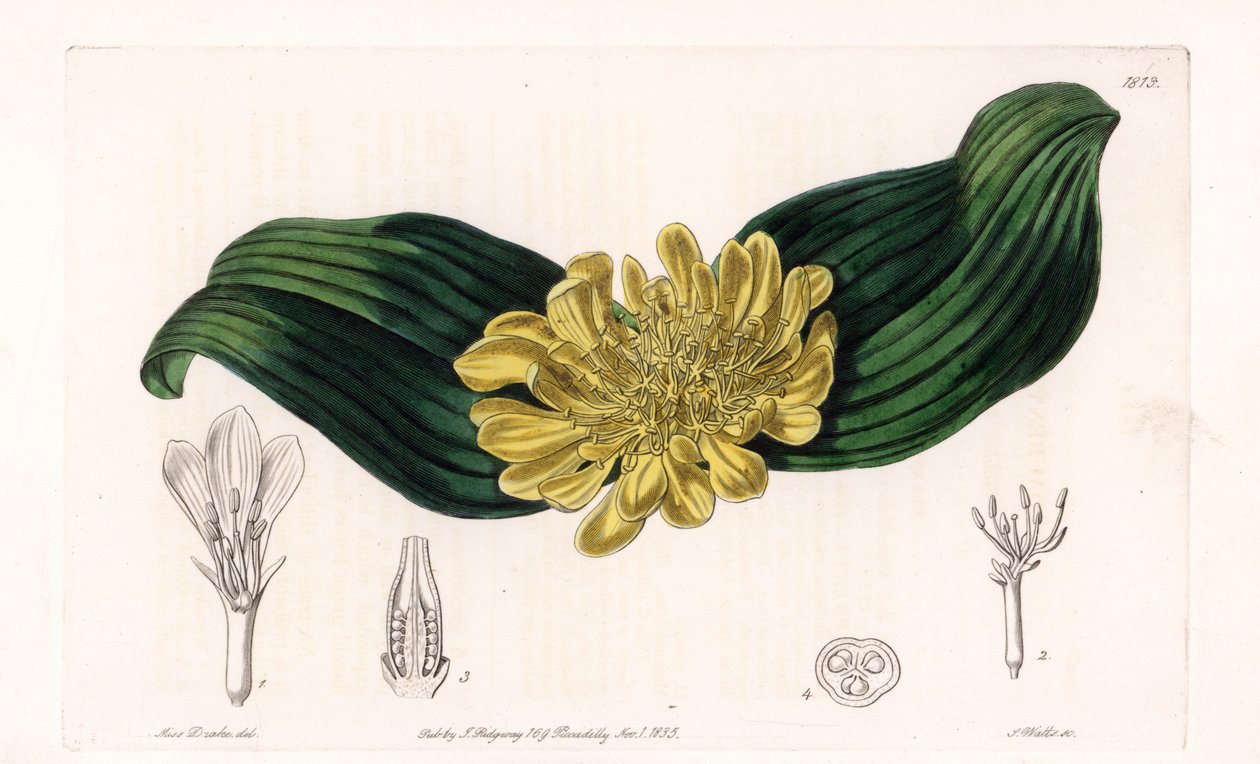 Daubenya Variete - Plåt graverad av S.Watts, från en illustration av Sarah Anne Drake (1803-1857), från Botanical Register of Sydenham Edwards (1768-1819), England av Sydenham Teast Edwards