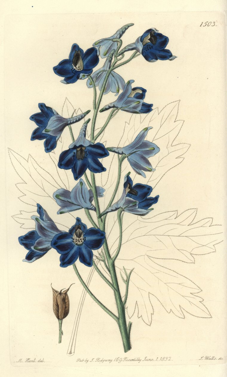 Dauphinelle eller Lark Foot - Shewy delphinium, Delphinium speciosum. Handkolorerad kopparstick av S. Watts efter en illustration av M. Hart från Sydenham Edwards