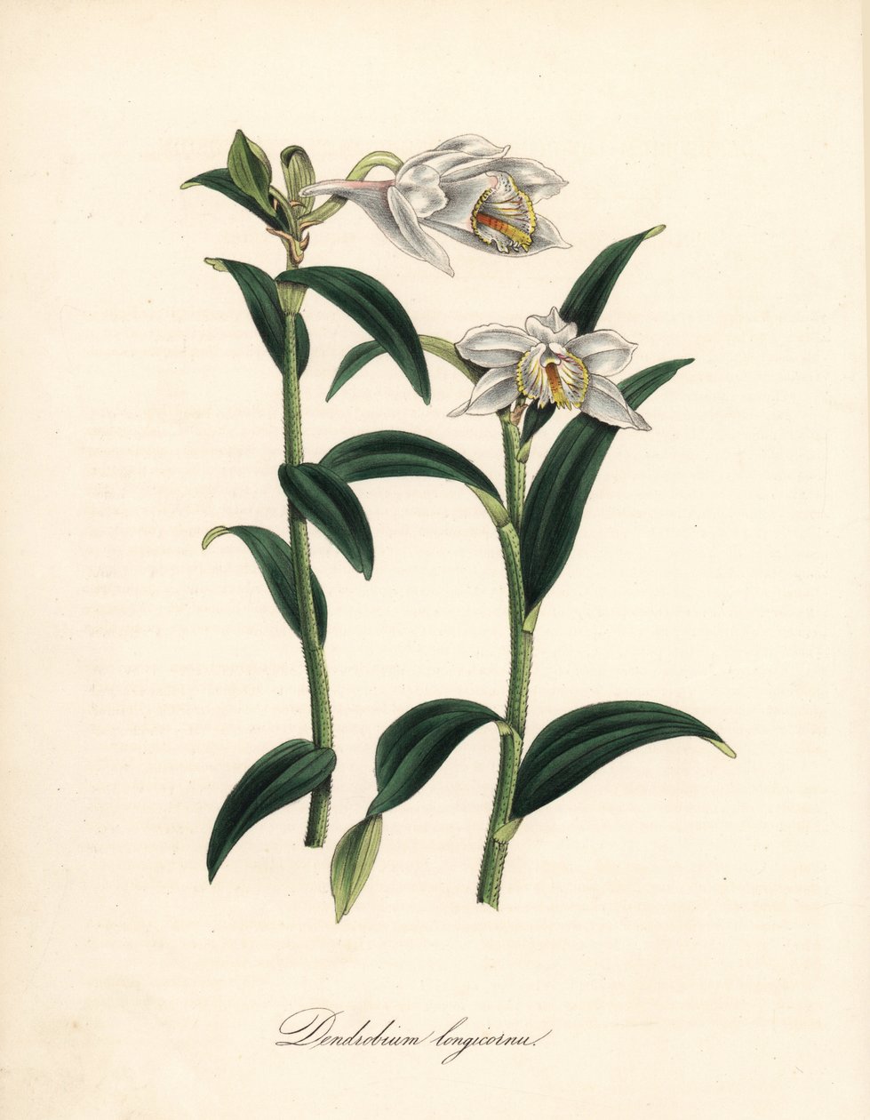 Dendrobium variete - Långhornig dendrobium orkidé, Dendrobium longiconu. Kopierat från Sydenham Edwards "" Botanical Register."" Handkolorerad zinkograf av C. Chabot tecknad av Miss M. A. Burnett från hennes "" Plantae Utiliores: or Illustrations of Useful av Sydenham Teast Edwards