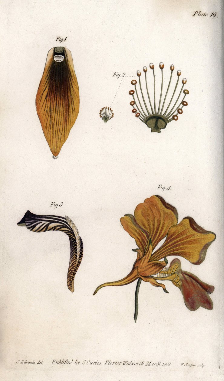 Detaljerad beskrivning av stam och krona på fritillary. Färgad kopparstick, illustration av Sydenham Edwards (1768-1819) för Conferences of Botanical, Botanical Garden of Lambeth (England) av Sydenham Teast Edwards