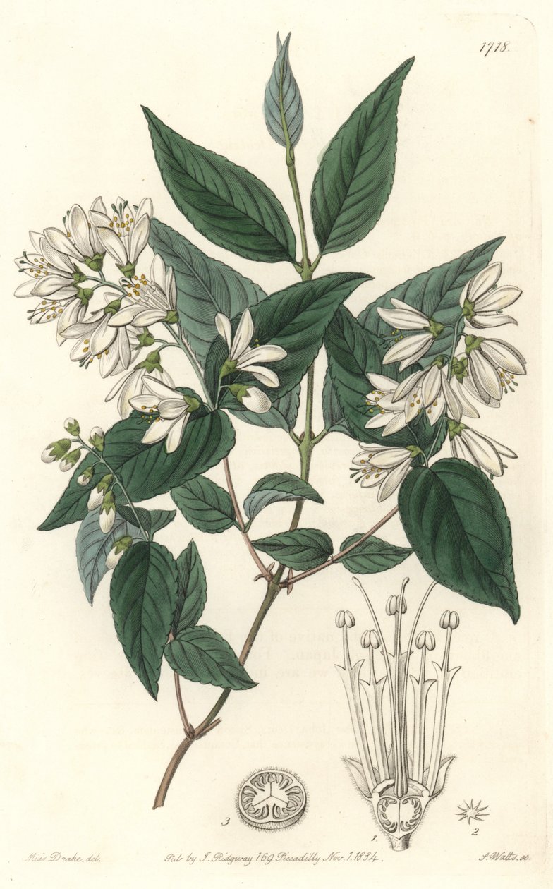 Deutzie rude, infödd i Japan - Water forte av S. Watts från en illustration av Sarah Anne Drake (1803-1857), från Botanical Register av Sydenham Teast Edwards
