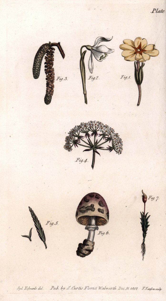 Olika kalkar: primerose, snö pierce, hasselnöt, cike, gräs, svamp och mossa. Färgad kopparstick, illustration av Sydenham Edwards (1768-1819) för Conferences of Botanical, Botanical Garden of Lambeth (England) av Sydenham Teast Edwards