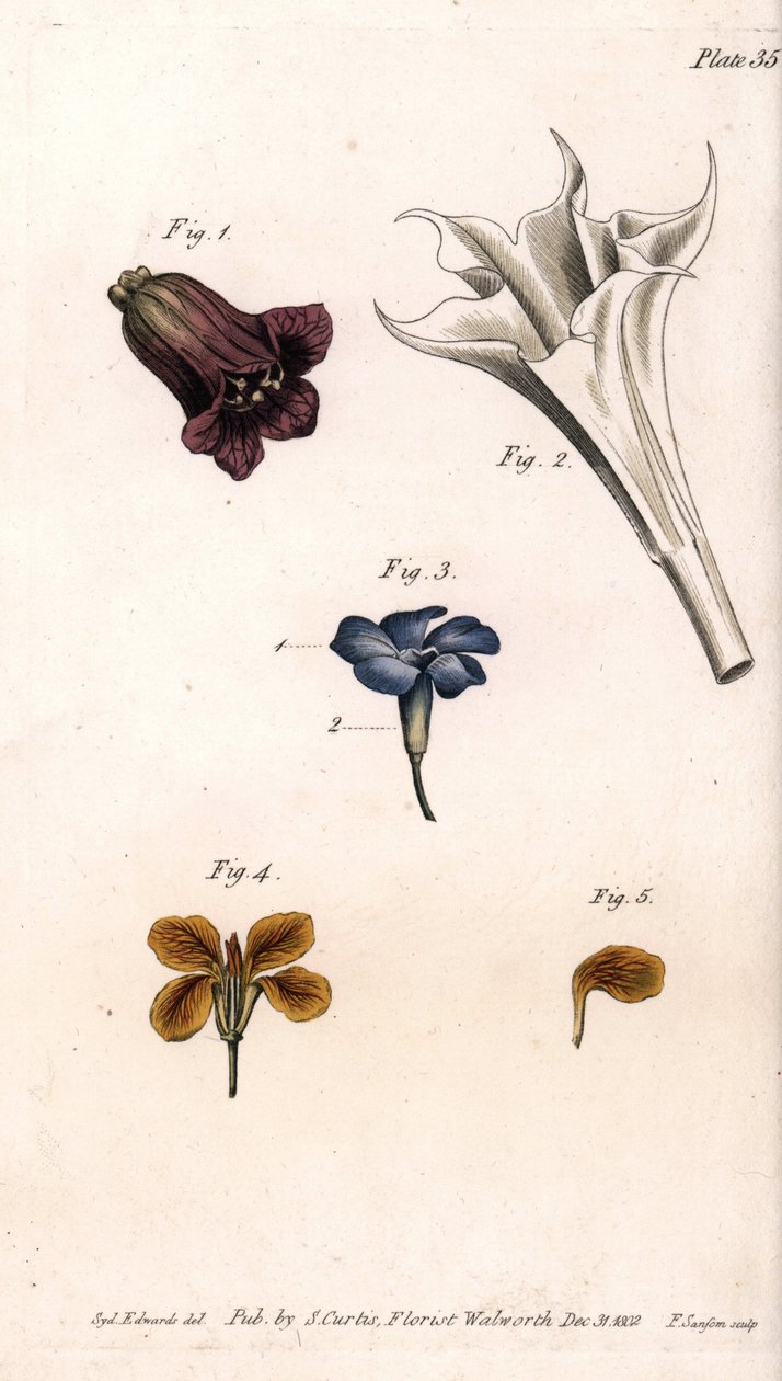 Olika kronblad: belladonnan, stramoine datura, den stora snäckan och väggarnas girofle. Färgad kopparstick, illustration av Sydenham Edwards (1768-1819) för Conferences of Botanical, Botanical Garden of Lambeth (England) av Sydenham Teast Edwards