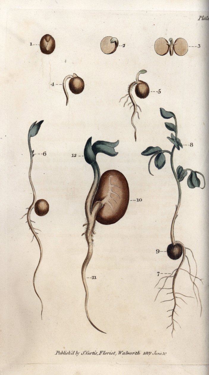 Olika groningssteg av ärtfrö och vanlig böna. Färgad kopparstick, illustration av Sydenham Edwards (1768-1819) för Conferences of Botanical, Botanical Garden of Lambeth (England) av Sydenham Teast Edwards