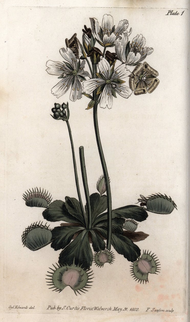 Dionee fångar fluga eller vargfälla. Färgad kopparstick, illustration av Sydenham Edwards (1768-1819) för Conferences of Botanical, Botanical Garden of Lambeth (England) av Sydenham Teast Edwards