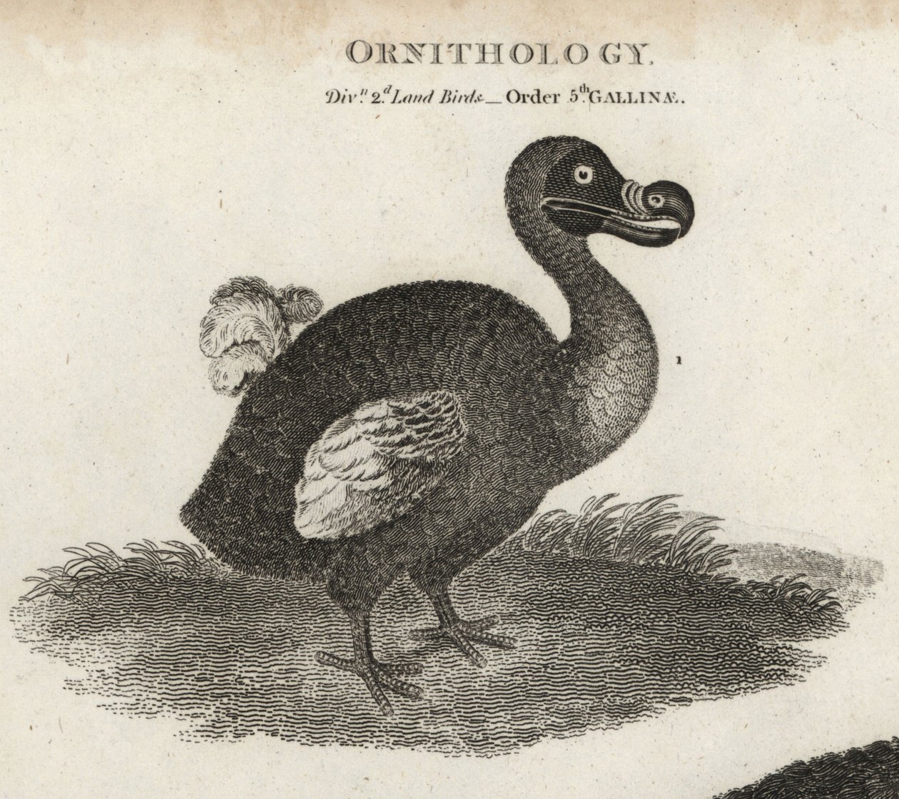Dodo, Raphus cucullatus, utdöd flyglös fågel. Kopparstick av T. Milton efter en illustration av Sydenham Edwards från Abraham Rees
