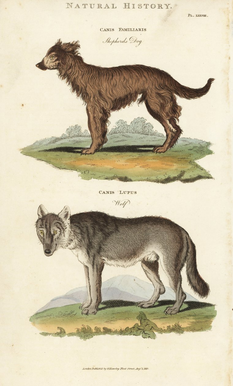 Hund och varg - Herdehund, Canis familiaris, och varg, Canis lupus. Handfärgad kopparstick efter Sydenham Edwards från John Mason Goods Pantologia, a New Encyclopedia, G. Kearsley, London av Sydenham Teast Edwards