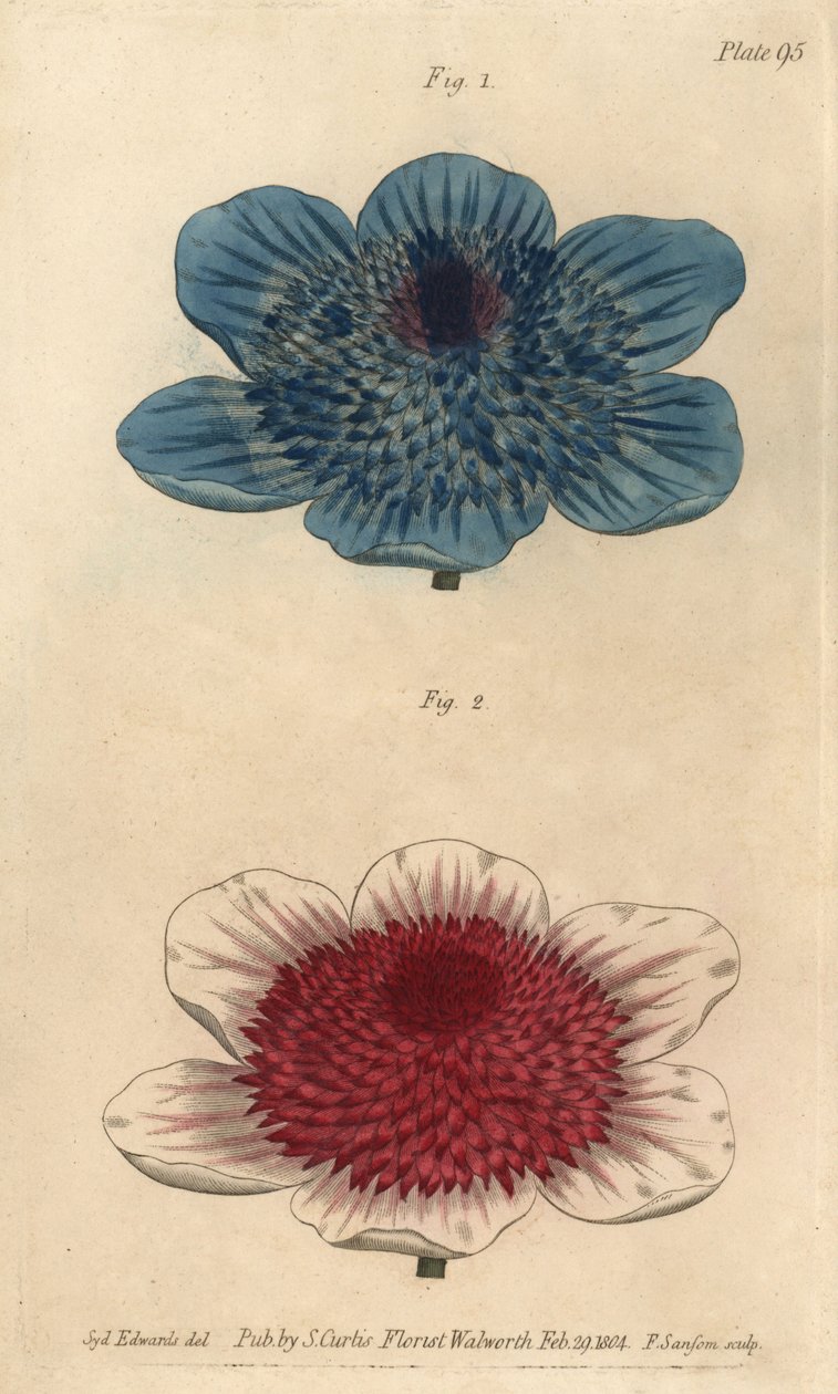 Dubbelblåsippor och dubbelsippor, Anemone coronaria. Handkolorerad kopparstick av F. Sansom av en botanisk illustration av Sydenham Edwards för William Curtis