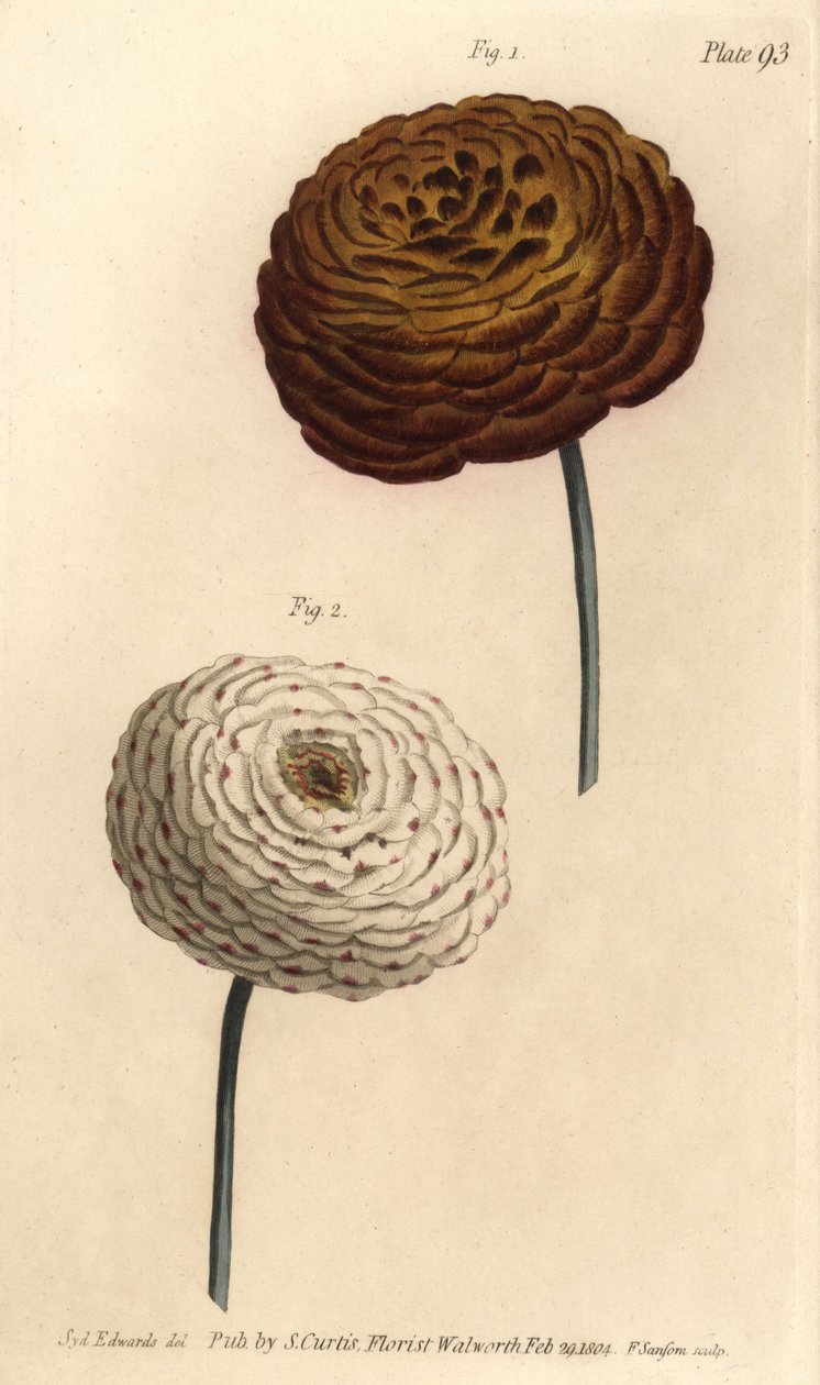Dubbel ranunculus sorter, persisk smörblomma, Ranunculus asiaticus. Handkolorerad kopparstick av F. Sansom av en botanisk illustration av Sydenham Edwards för William Curtis